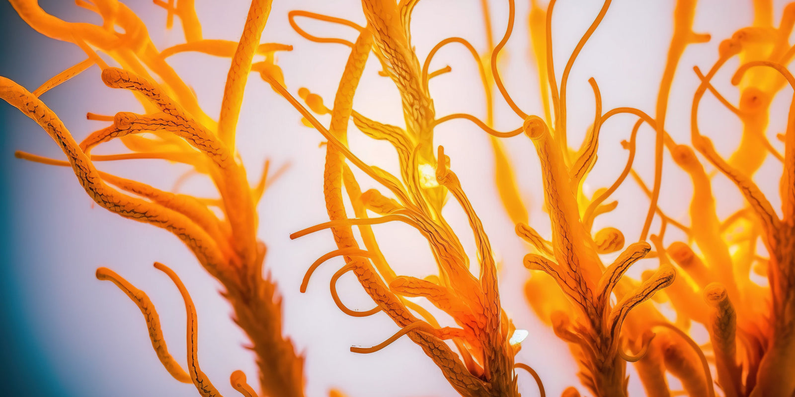 Lung Health -Cordyceps Mushroom - Energy Support - Workout Focus - Natural Energy - Pre Workout -Lemon Lime - Troomy Nootropics in Whittier, CA