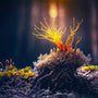 Cordyceps Mushroom - Energy Support - Workout Focus - Natural Energy - Pre Workout -Lemon Lime - Troomy Nootropics in Whittier, CA