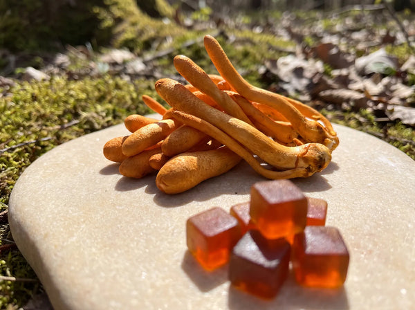 Cordyceps Psychedelic