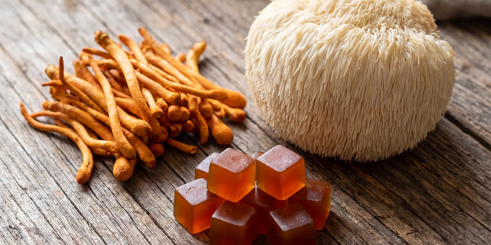 Cordyceps vs Lion’s Mane