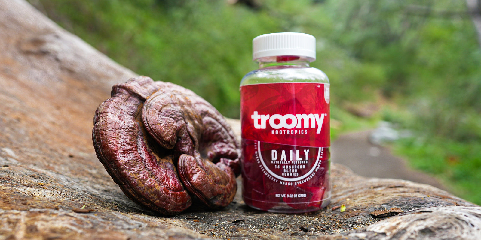 Daily - 14 Mushroom Blend - Strawberry Mango - Morning Routine - Jar with Reishi Mushroom - Troomy Nootropics in Whittier, CA