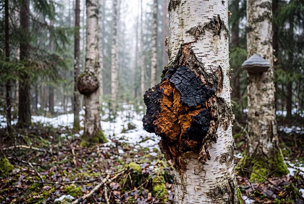 How to Spot Imitation Mushrooms
