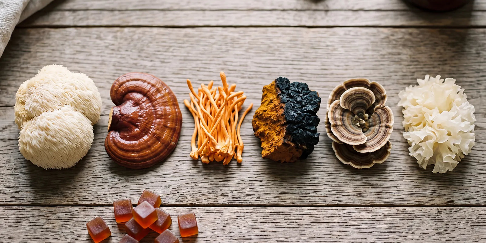 Functional Mushrooms