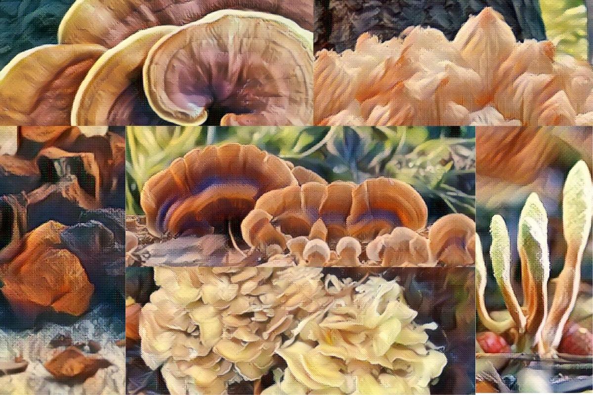 Functional Mushrooms  - Health benefits - Holistic Wellness -  Energy - Sleep - Mood Balance - Brain Health - Lion’s Mane - Reishi - Cordyceps - Troomy Nootropics in Whittier, CA