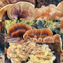 Functional Mushrooms  - Health benefits - Holistic Wellness -  Energy - Sleep - Mood Balance - Brain Health - Lion’s Mane - Reishi - Cordyceps - Troomy Nootropics in Whittier, CA