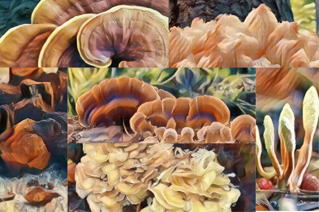Functional Mushrooms for Immunity - A Comprehensive Guide - Troomy Nootropics in Whittier, CA