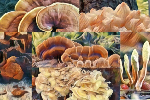 Functional Mushrooms  - Health benefits - Holistic Wellness -  Energy - Sleep - Mood Balance - Brain Health - Lion’s Mane - Reishi - Cordyceps - Troomy Nootropics in Whittier, CA