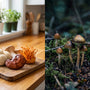 Functional vs. Psychedelic  Mushrooms
