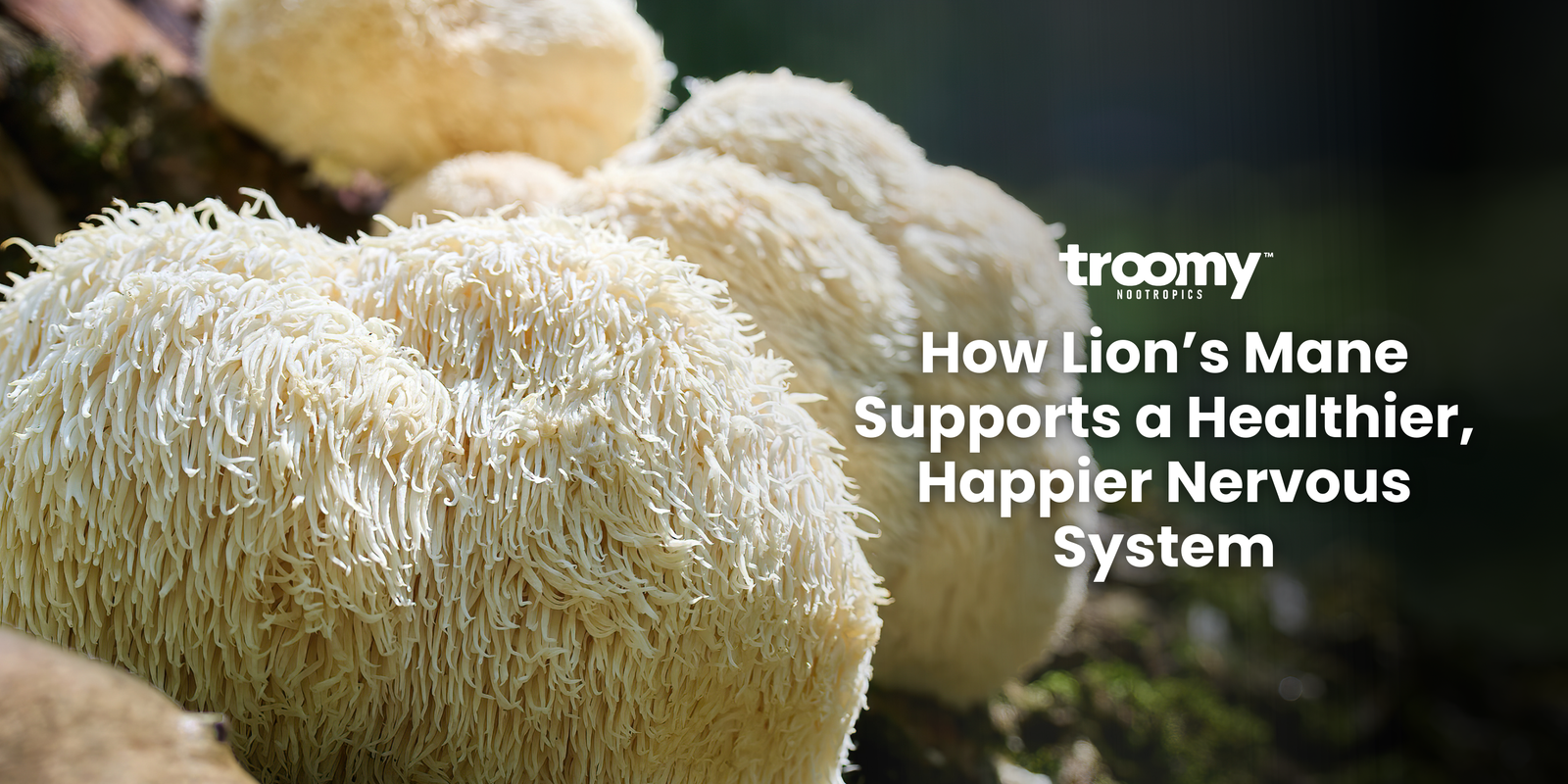lions mane for nervous system immunity focus gummies