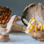 Functional Mushrooms  - Health benefits - Holistic Wellness -  Energy - Sleep - Mood Balance - Brain Health - Lion’s Mane - Reishi - Cordyceps - Troomy Nootropics in Whittier, CA