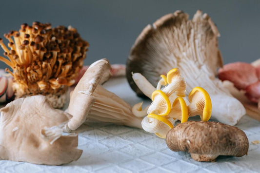 Functional Mushrooms  - Health benefits - Holistic Wellness -  Energy - Sleep - Mood Balance - Brain Health - Lion’s Mane - Reishi - Cordyceps - Troomy Nootropics in Whittier, CA