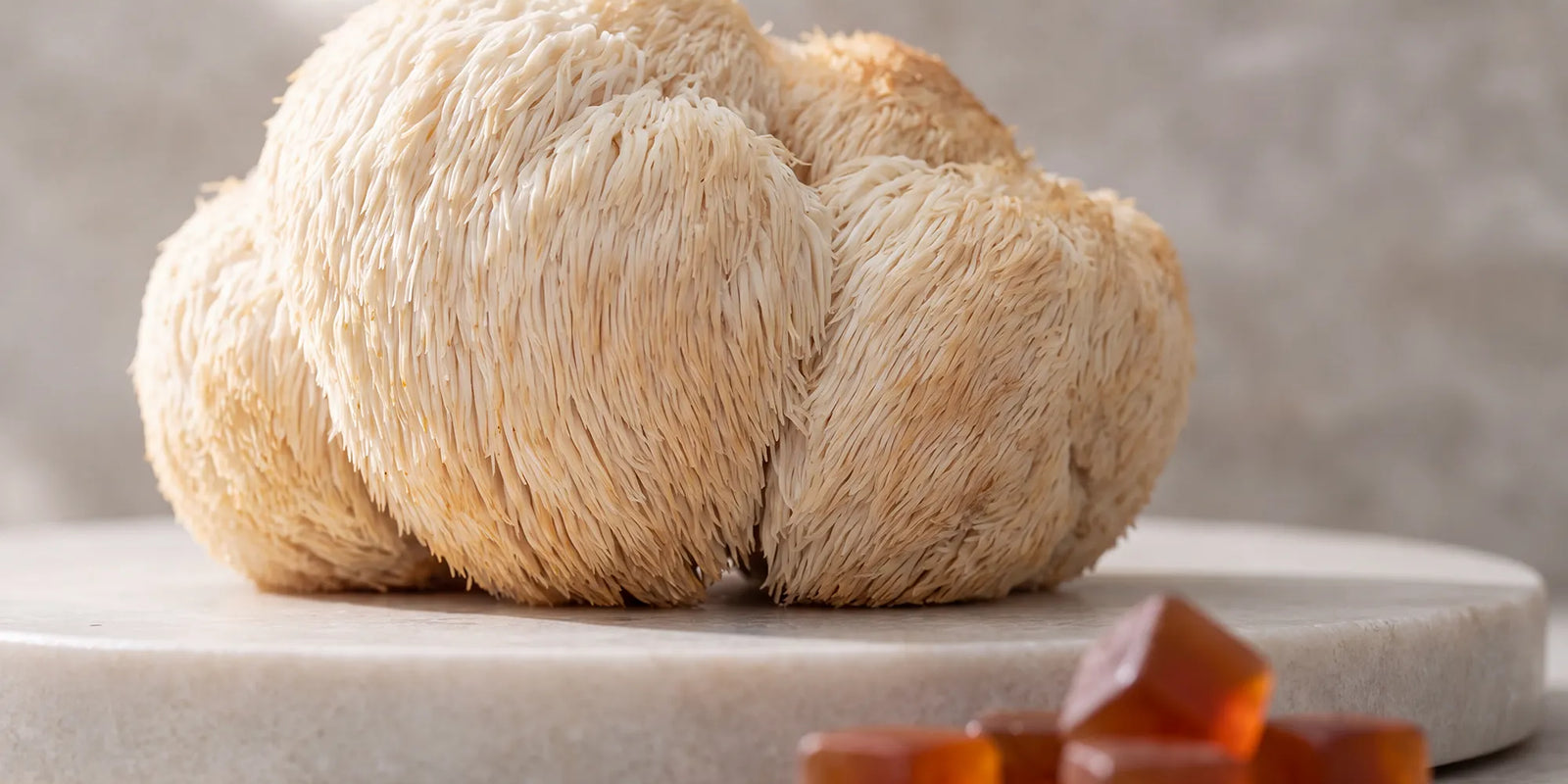 Is Lion's Mane a Nootropic