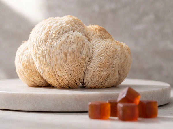 Is Lion's Mane a Nootropic