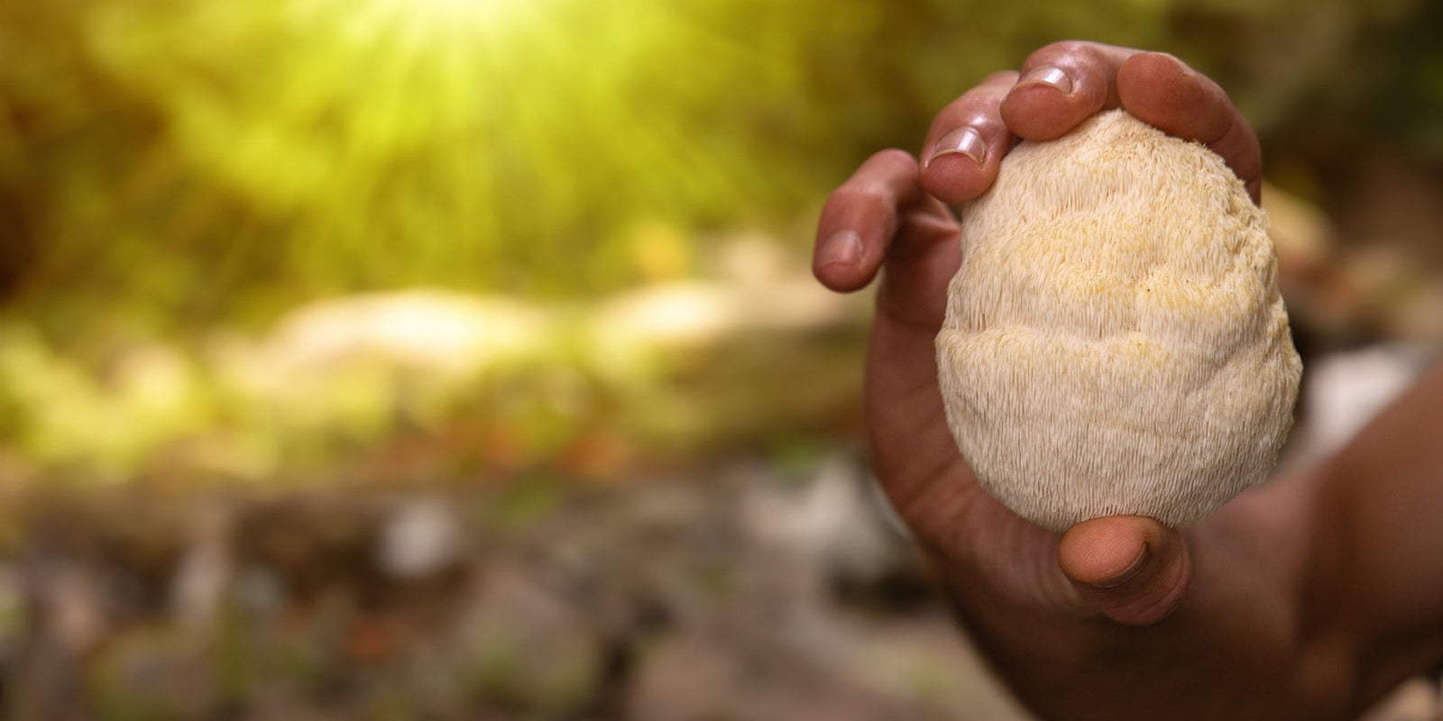 ADHD - Lion’s Mane Mushroom - Brain Cognition - Mental Clarity - Focus Support - Brain Support - Troomy Nootropics in Whittier, CA