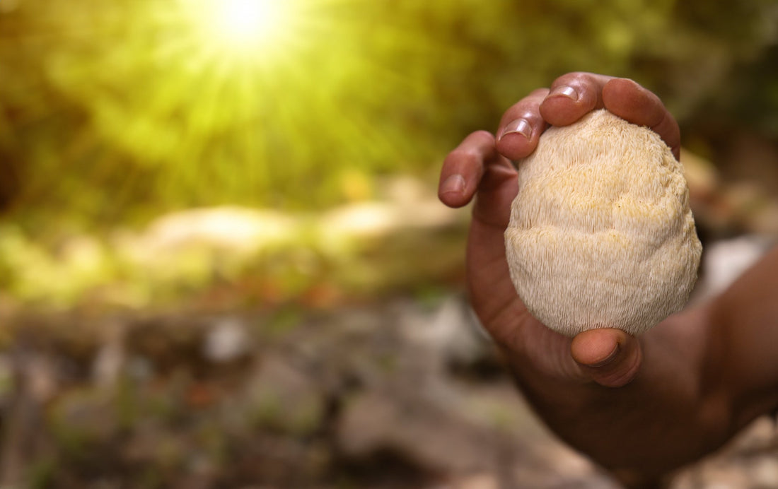 ADHD - Lion’s Mane Mushroom - Brain Cognition - Mental Clarity - Focus Support - Brain Support - Troomy Nootropics in Whittier, CA