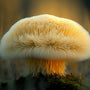Lion’s Mane Mushroom - Brain Cognition - Mental Clarity - Focus Support - Brain Support - Troomy Nootropics in Whittier, CA