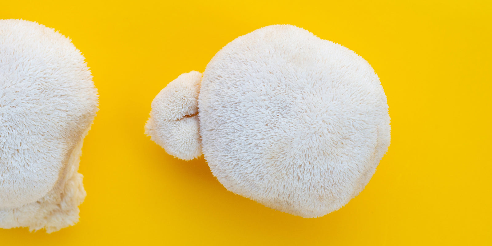 Lion’s Mane Mushroom - Brain Cognition - Mental Clarity - Focus Support - Brain Support - Troomy Nootropics in Whittier, CA