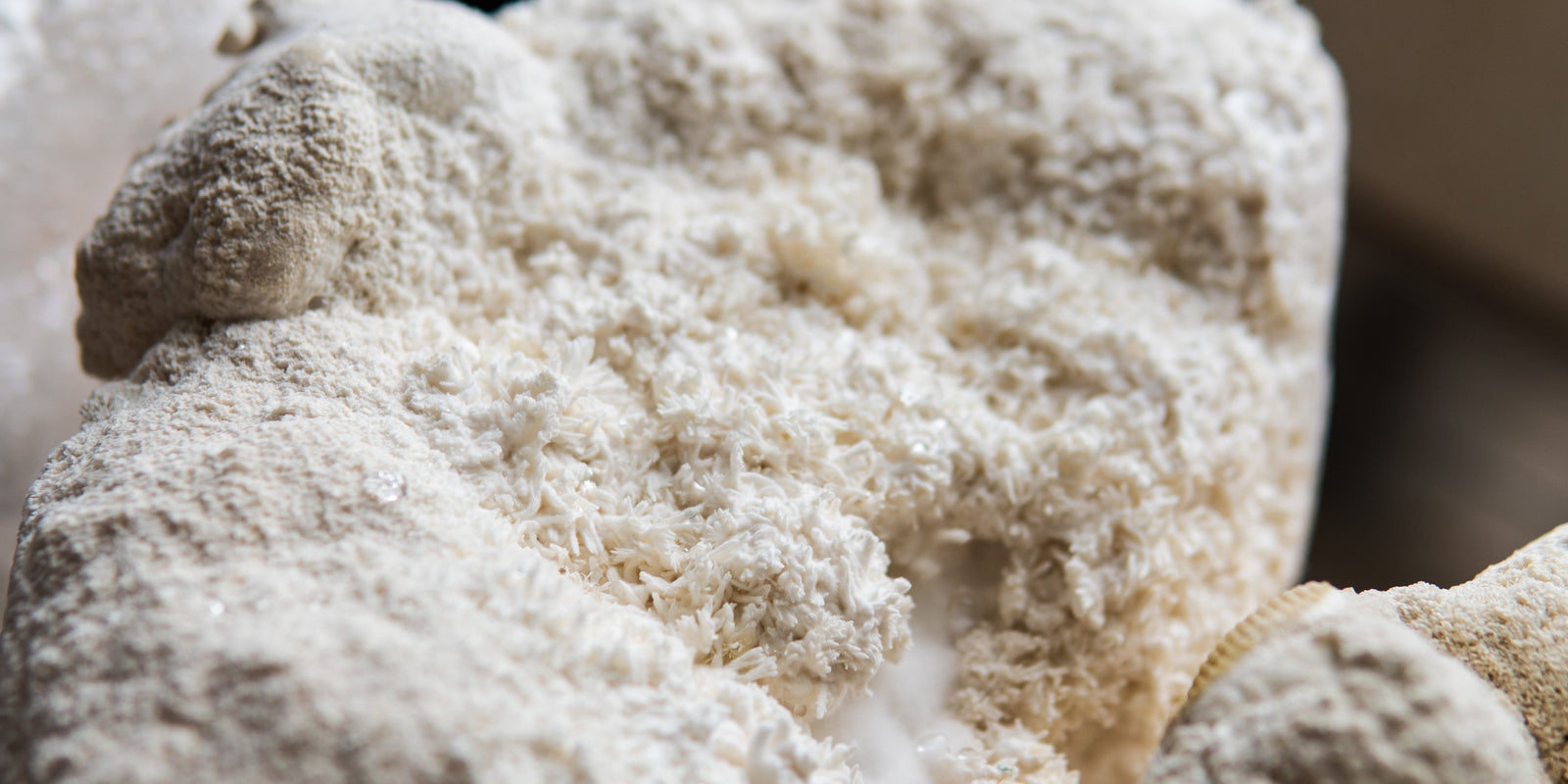 Lion's Mane - Capsules - Brain Cognition - Mental Clarity - Focus Support - Brain Support - Troomy Nootropics in Whittier, CA