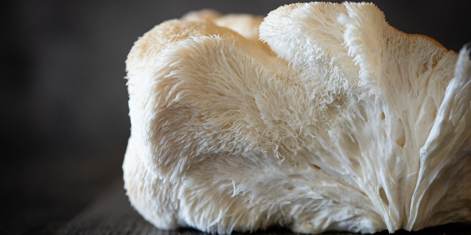 Lion’s Mane Mushroom - Brain Cognition - Mental Clarity - Focus Support - Brain Support - Troomy Nootropics in Whittier, CA