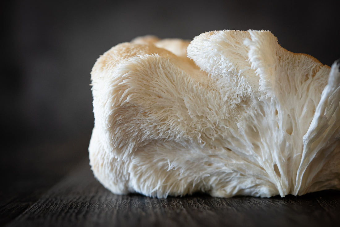 Lion’s Mane Mushroom - Brain Cognition - Mental Clarity - Focus Support - Brain Support - Troomy Nootropics in Whittier, CA