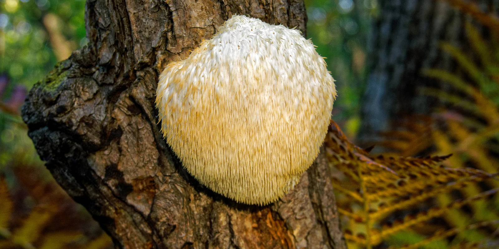 Lion’s Mane Mushroom - Brain Cognition - Mental Clarity - Focus Support - Brain Support - Troomy Nootropics in Whittier, CA