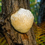 Lion’s Mane Mushroom - Brain Cognition - Mental Clarity - Focus Support - Brain Support - Troomy Nootropics in Whittier, CA