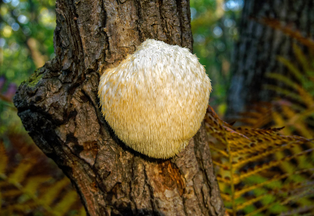 What Happens to Your Body When You Try Lion's Mane Mushrooms?