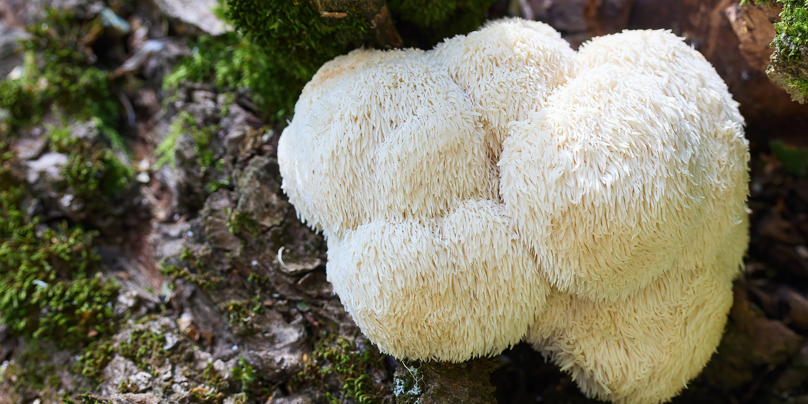 Lion's Mane Supplement - Lions' Mane Growing on Tree - Mental Clarity - Focus - Wellness - Troomy Nootropics in Whittier, CA