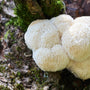 Lion's Mane Supplement - Lions' Mane Growing on Tree - Mental Clarity - Focus - Wellness - Troomy Nootropics in Whittier, CA