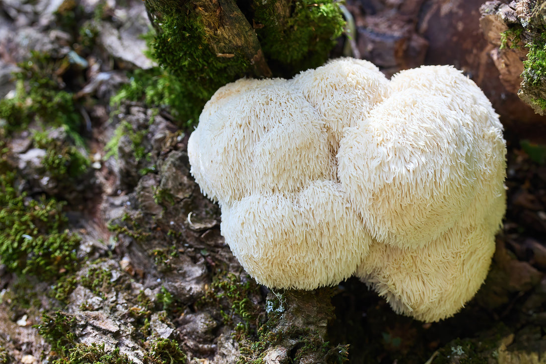 Lion's Mane Supplement - Lions' Mane Growing on Tree - Mental Clarity - Focus - Wellness - Troomy Nootropics in Whittier, CA