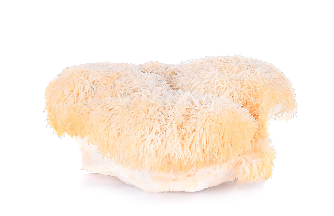 How Much Lion's Mane Is Too Much to Take?
