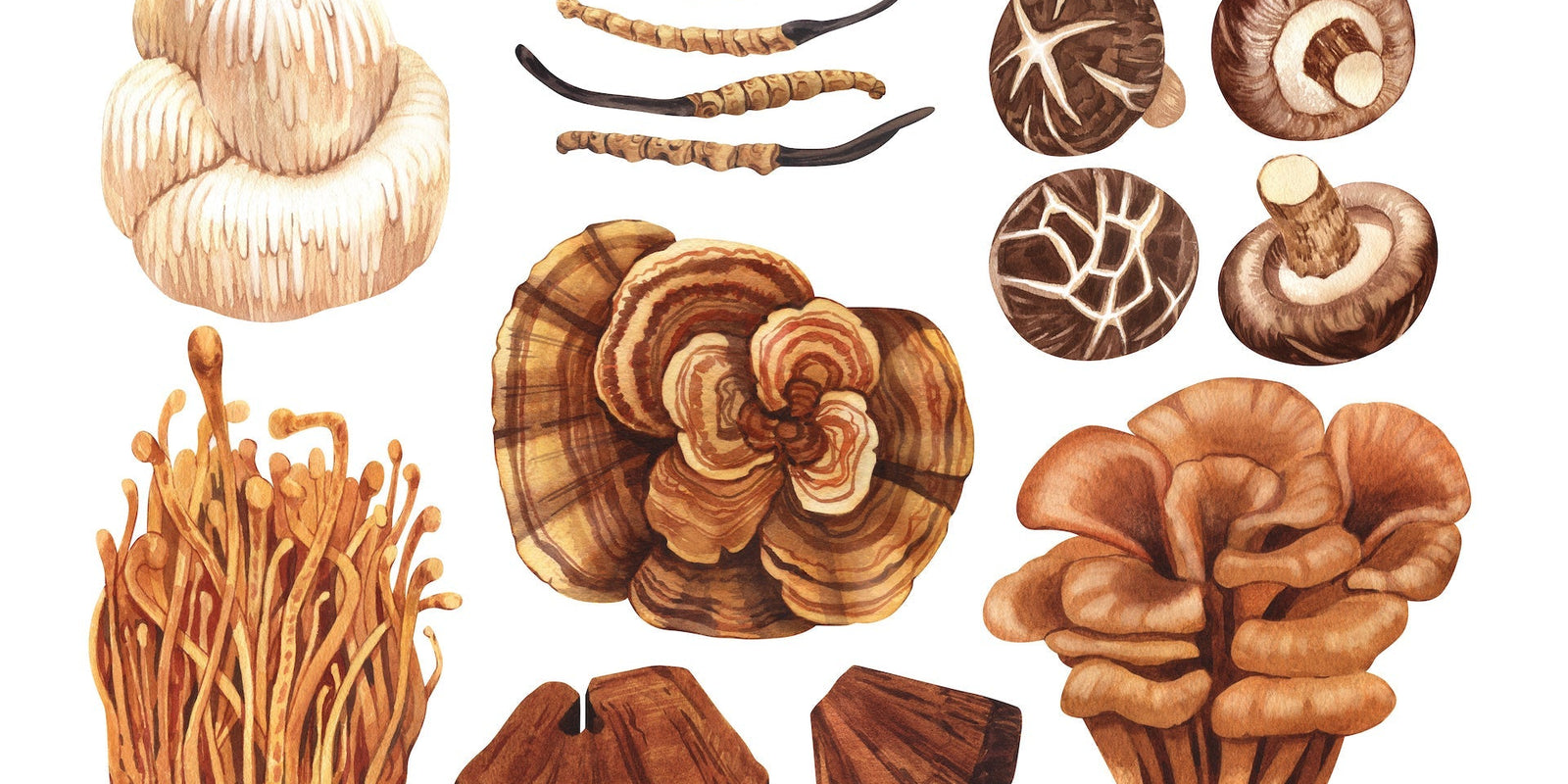 Functional Mushrooms  - Health benefits - Holistic Wellness -  Energy - Sleep - Mood Balance - Brain Health - Lion’s Mane - Reishi - Cordyceps - Troomy Nootropics in Whittier, CA