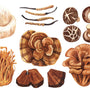 Functional Mushrooms  - Health benefits - Holistic Wellness -  Energy - Sleep - Mood Balance - Brain Health - Lion’s Mane - Reishi - Cordyceps - Troomy Nootropics in Whittier, CA