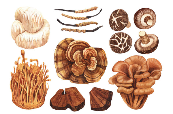Functional Mushrooms  - Health benefits - Holistic Wellness -  Energy - Sleep - Mood Balance - Brain Health - Lion’s Mane - Reishi - Cordyceps - Troomy Nootropics in Whittier, CA