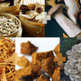 What are Functional Mushrooms  - Health benefits - Holistic Wellness -  Energy - Sleep - Mood Balance - Brain Health - Lion’s Mane - Reishi - Cordyceps - Troomy Nootropics in Whittier, CA