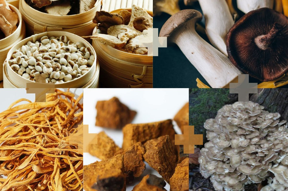 What are Functional Mushrooms  - Health benefits - Holistic Wellness -  Energy - Sleep - Mood Balance - Brain Health - Lion’s Mane - Reishi - Cordyceps - Troomy Nootropics in Whittier, CA