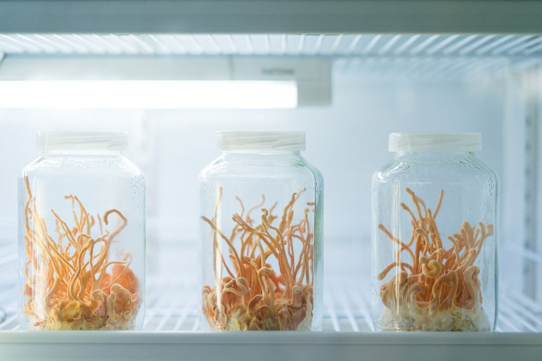Cordyceps Mushroom - Energy Support - Workout Focus - Natural Energy - Pre Workout -Lemon Lime - Troomy Nootropics in Whittier, CA