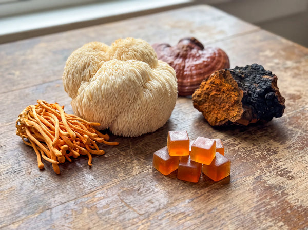 Nootropic Mushrooms