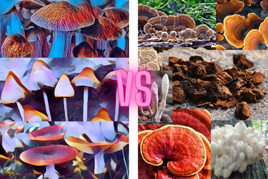 Psychedelic Mushrooms vs. Functional Mushrooms - Is Lion's Mane Psychedelic? -Troomy Nootropics in Whittier, CA
