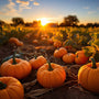 Pumpkin Patch - Fall Season - Halloween - Sweater Weather - Fall Meal Prep - Troomy Nootropics in Whittier, CA 