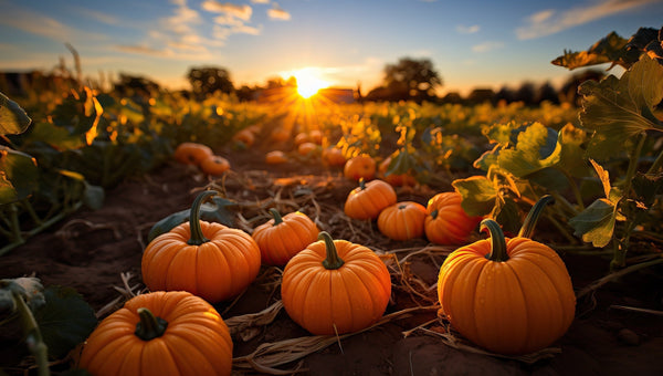 Pumpkin Patch - Fall Season - Halloween - Sweater Weather - Fall Meal Prep - Troomy Nootropics in Whittier, CA 