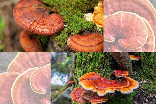 Mushroom-Powered Wellness and Red Reishi Mushrooms - Troomy Nootropics Mushroom Gummies in Whittier, CA