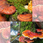 Reishi Mushroom - Calm - Stress Relief - Mood Support - Sleep Support - Troomy Nootropics in Whittier, CA