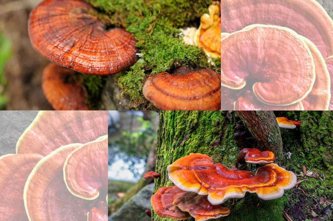 Reishi Mushroom - Calm - Stress Relief - Mood Support - Sleep Support - Troomy Nootropics in Whittier, CA