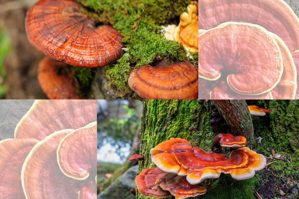 Reishi Mushroom - Calm - Stress Relief - Mood Support - Sleep Support - Troomy Nootropics in Whittier, CA