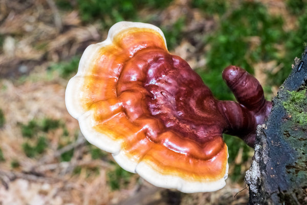 Reishi - Red Reishi Mushrooms - Calm - Relax - Troomy Nootropics in Whittier, CA