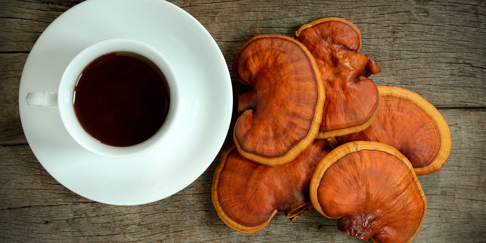 Reishi Mushroom - Calm - Stress Relief - Mood Support - Sleep Support - Troomy Nootropics in Whittier, CA