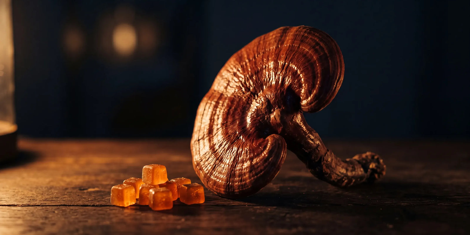 Reishi for Sleep