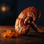 Reishi for Sleep