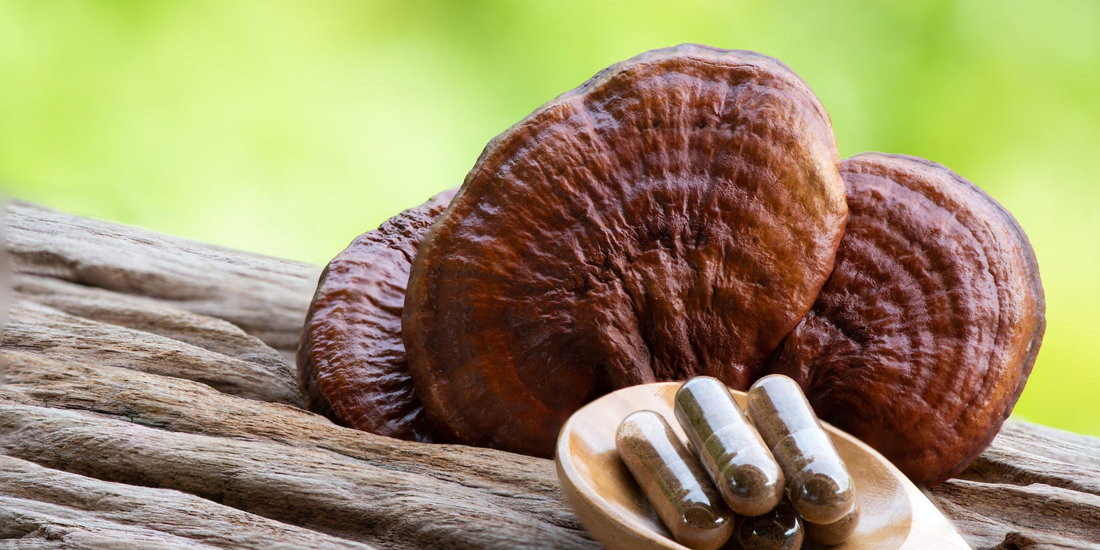 Reishi Mushroom - Calm - Stress Relief - Mood Support - Sleep Support - Troomy Nootropics in Whittier, CA